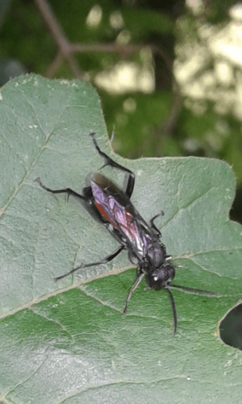 Tenthredinidae : Macrophya annulata?
